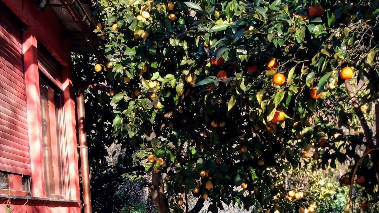 Photo of Outdoor in Zoagli