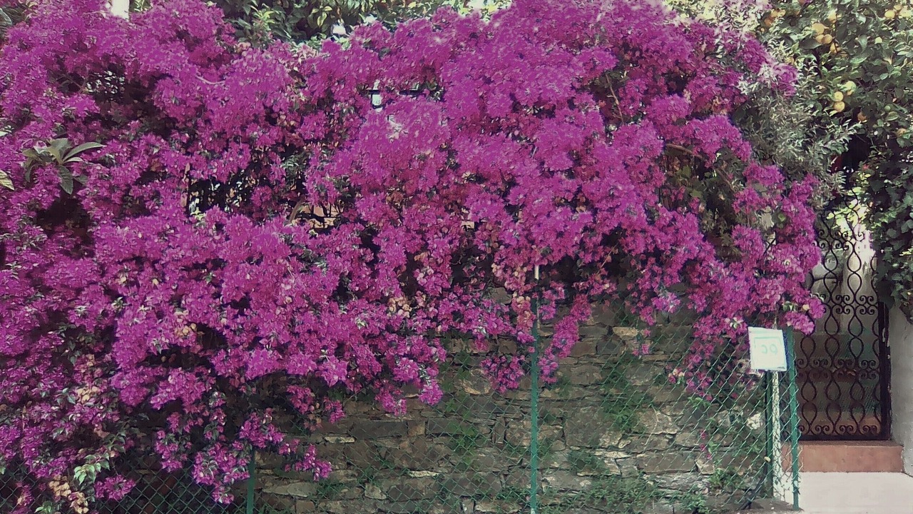 Photo of Outdoor in Zoagli
