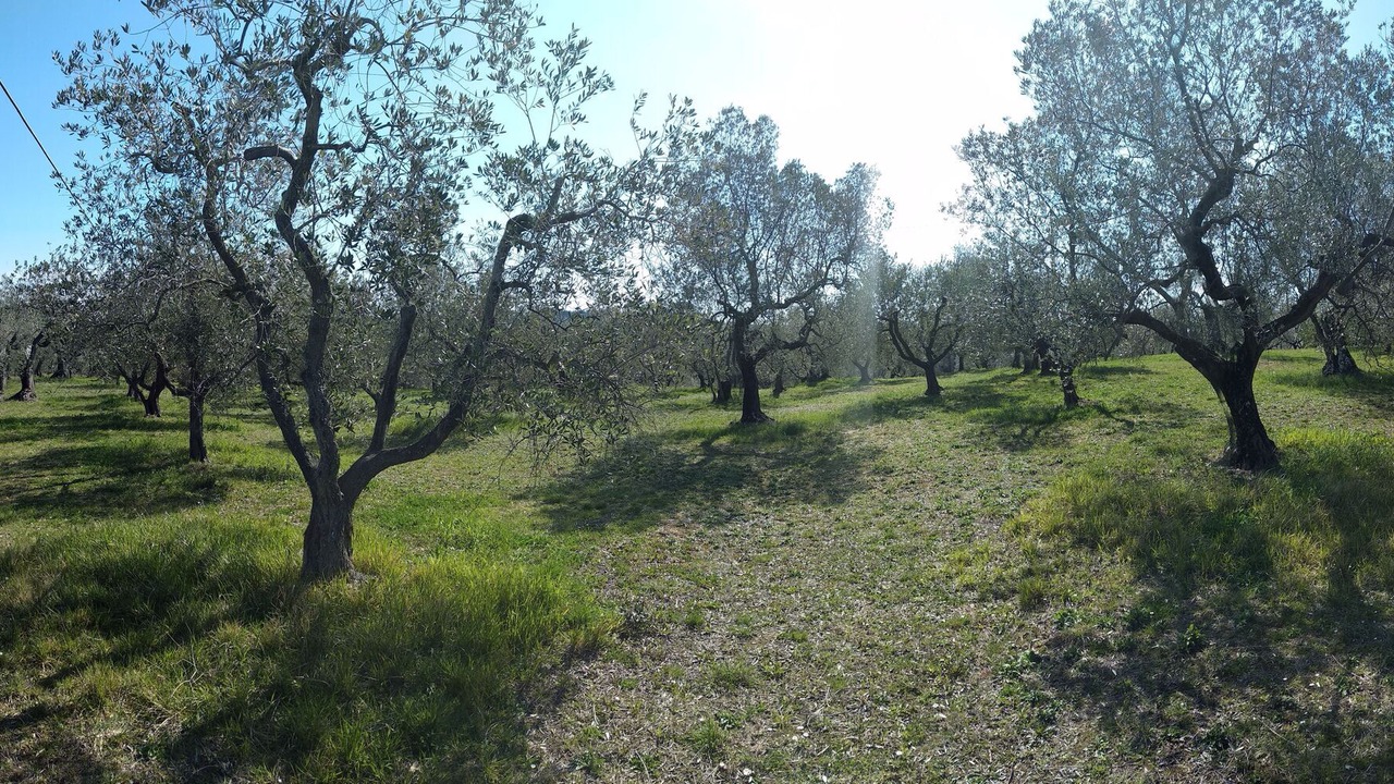 Photo of Outdoor in Montescudaio