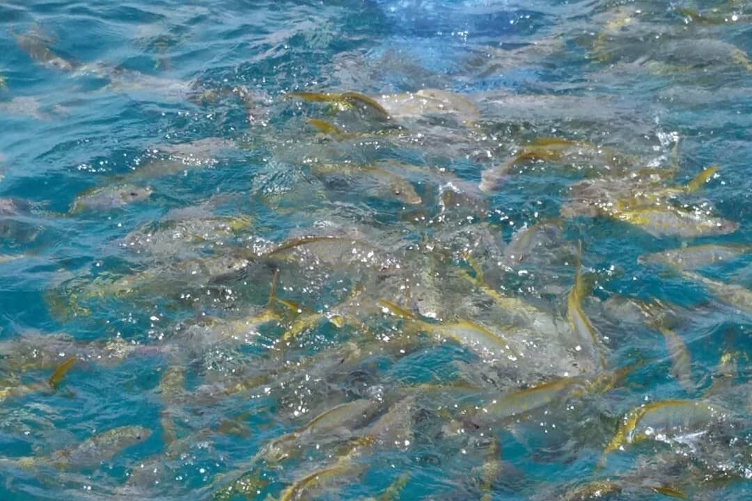 Photo of Outdoor in Little Torch Key