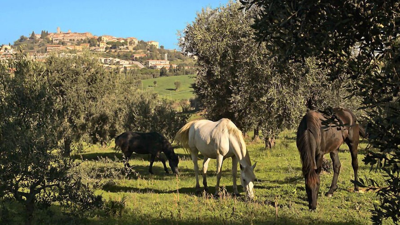 Photo of Others in Montiano