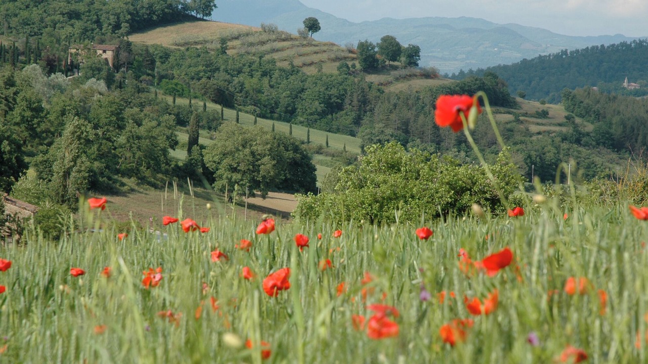 Photo of Others in Monterchi