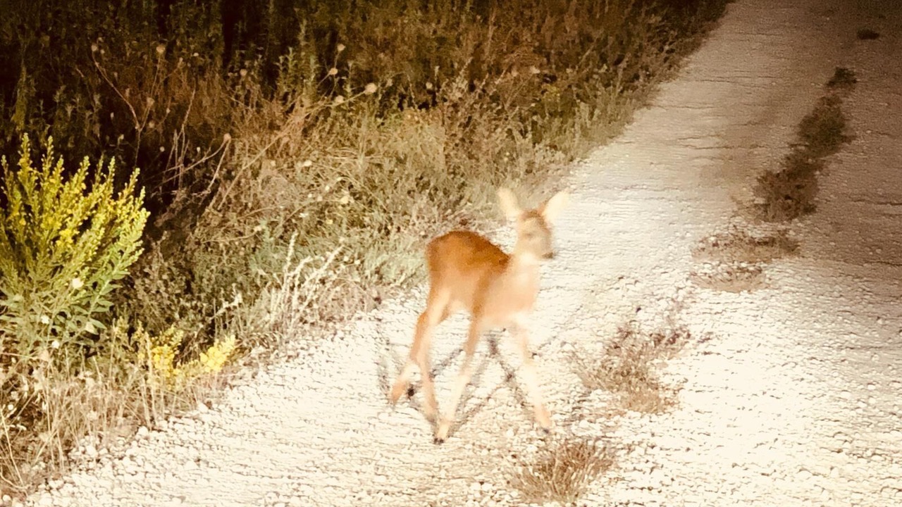 Photo of Others in Montone