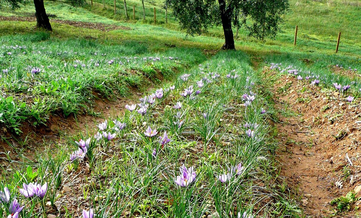 Photo of Outdoor in Montegabbione