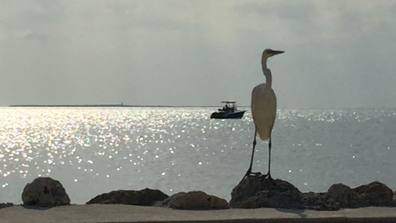 Photo of Others in Tavernier