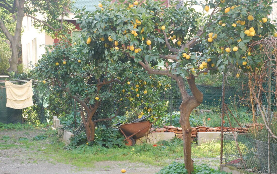 Photo of Outdoor in Deiva Marina