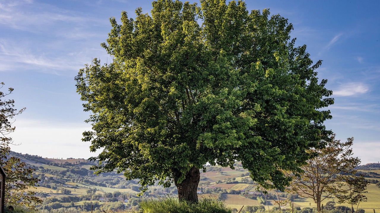 Photo of Others in Pergola
