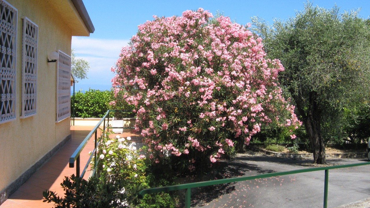 Photo of Outdoor in Diano Marina