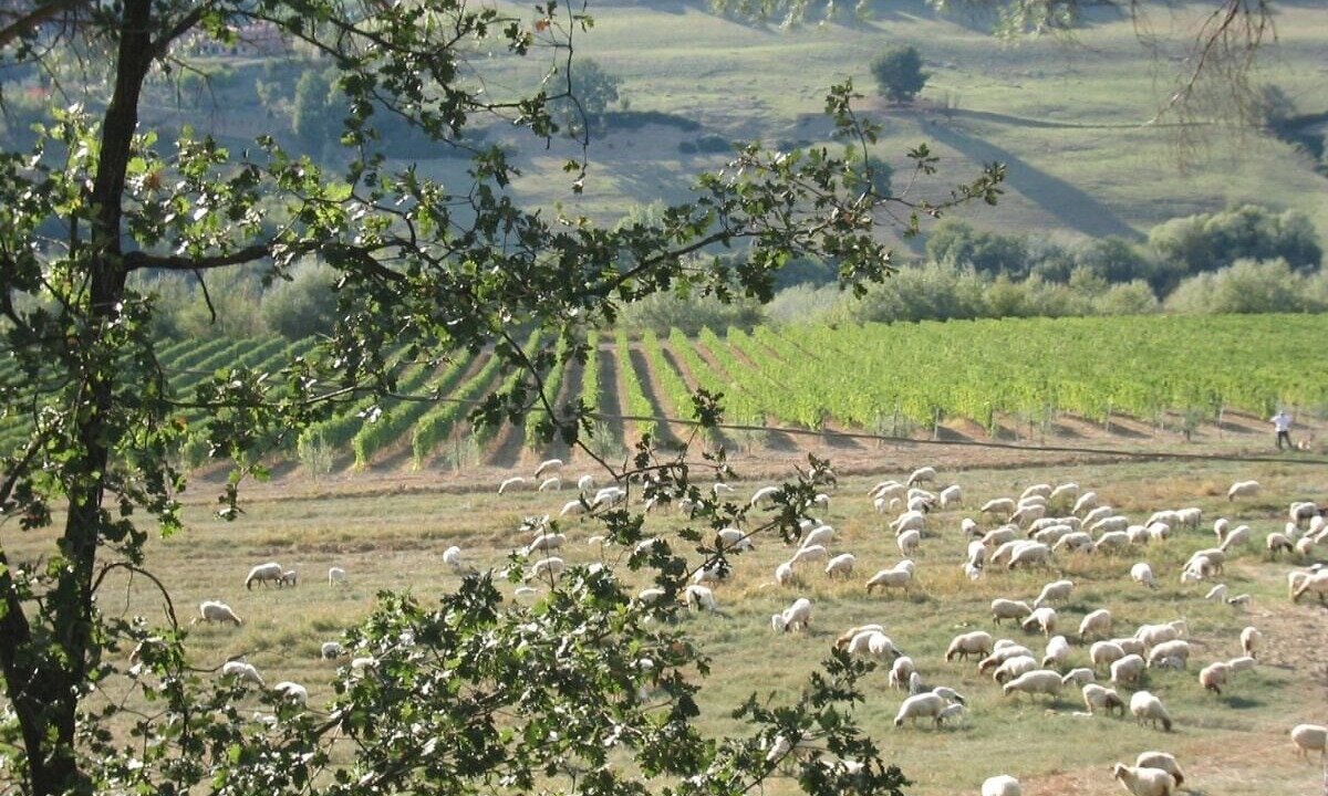 Photo of Others in Magliano Sabina