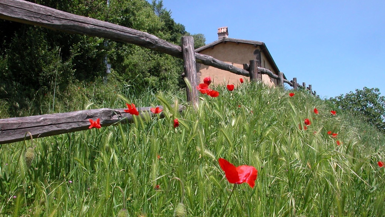 Photo of Outdoor in Corbara