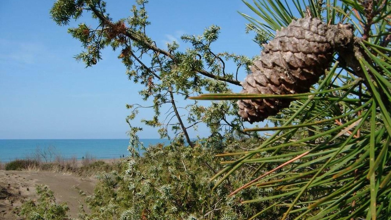 Photo of Others in Marina di Castagneto Carducci