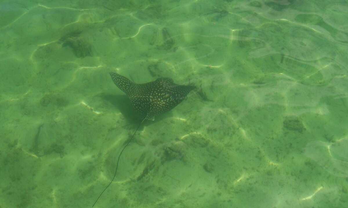 Photo of Others in Islamorada