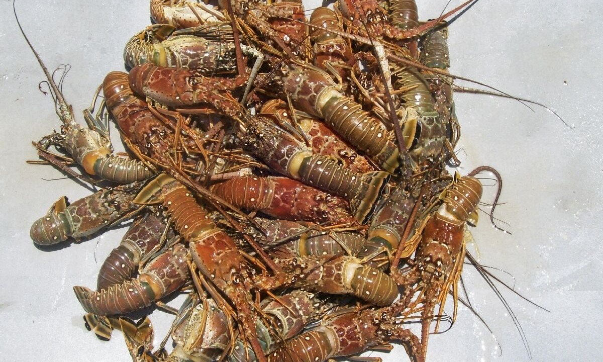 Photo of Others in Islamorada