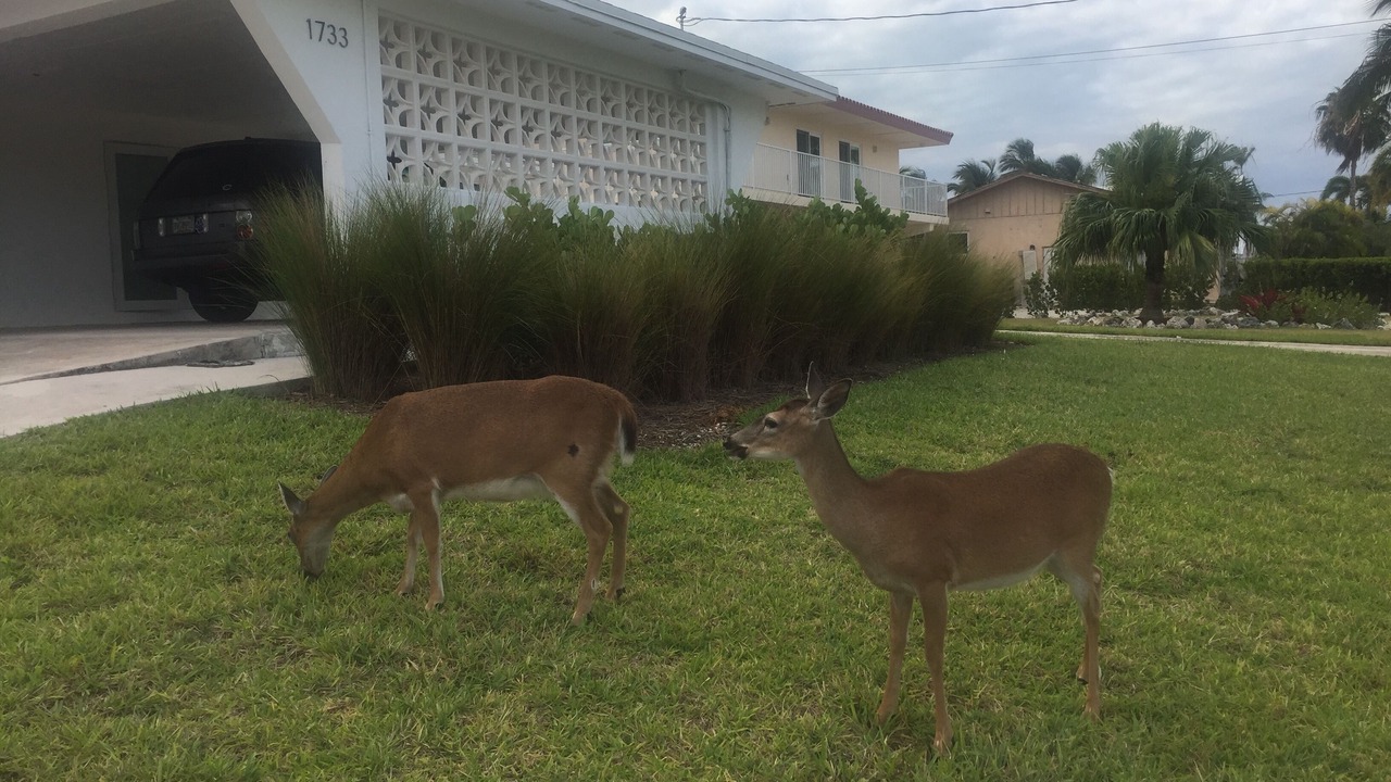Photo of Outdoor in Tropical Bay Estates