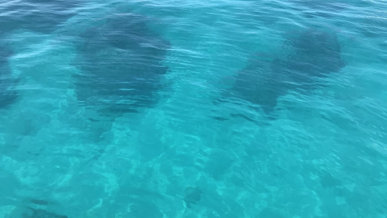 Photo of Others in Summerland Key