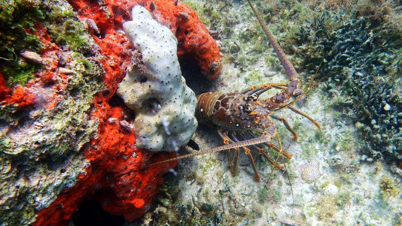 Photo of Others in Breezeswept Beach Estates