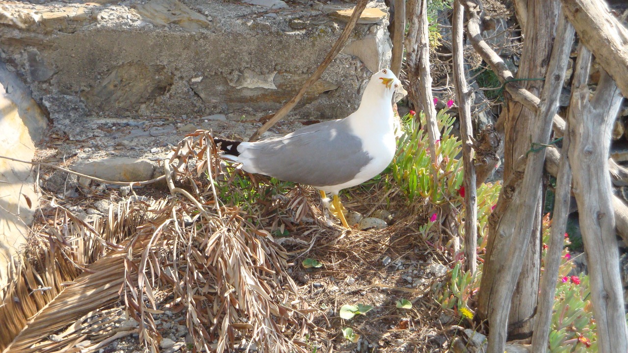 Photo of Outdoor in Recco