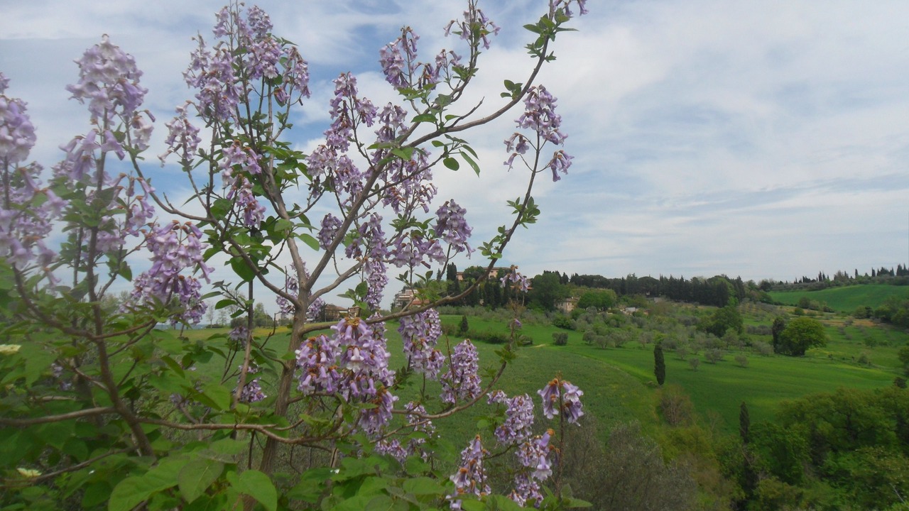 Photo of Outdoor in Siena