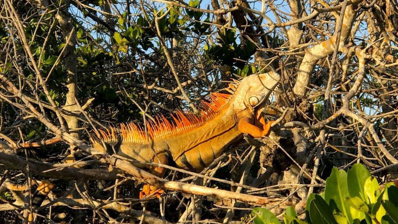 Photo of Others in Cudjoe Key