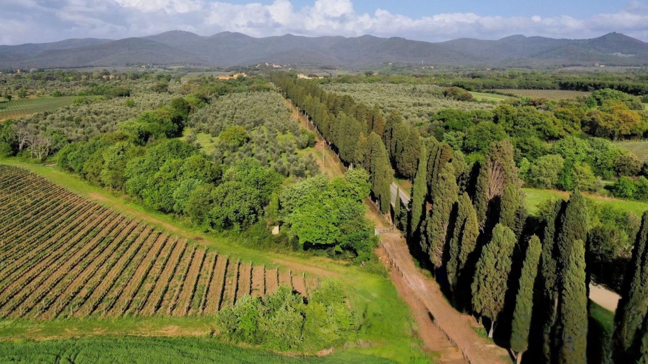 Photo of Others in Bolgheri I