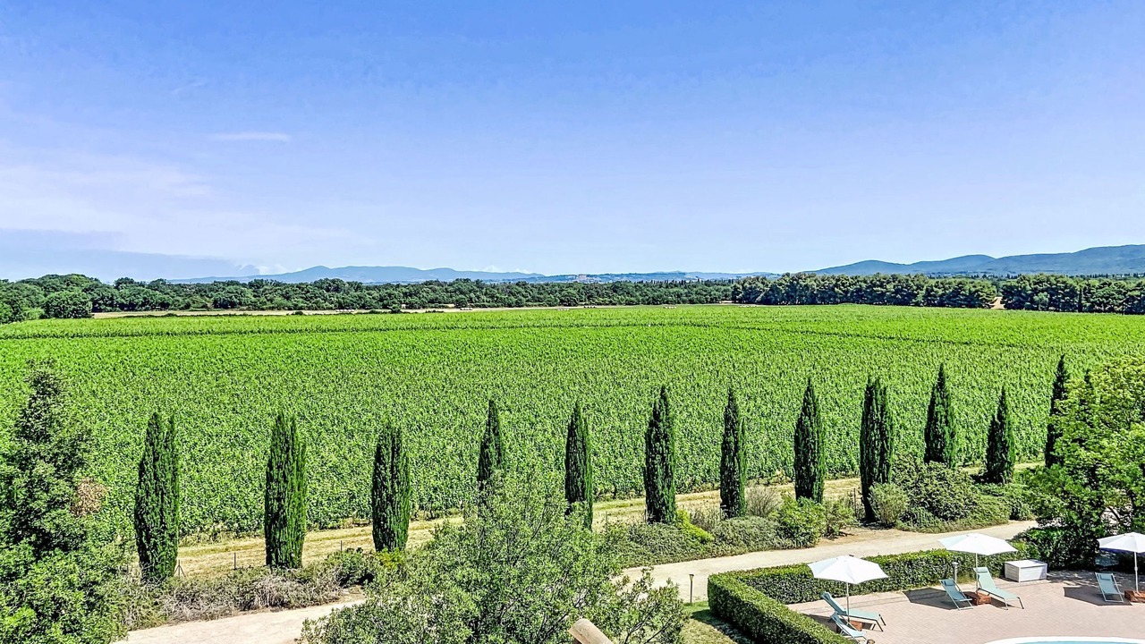 Photo of Others in Bolgheri I