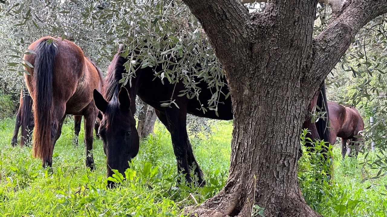 Photo of Others in Grosseto