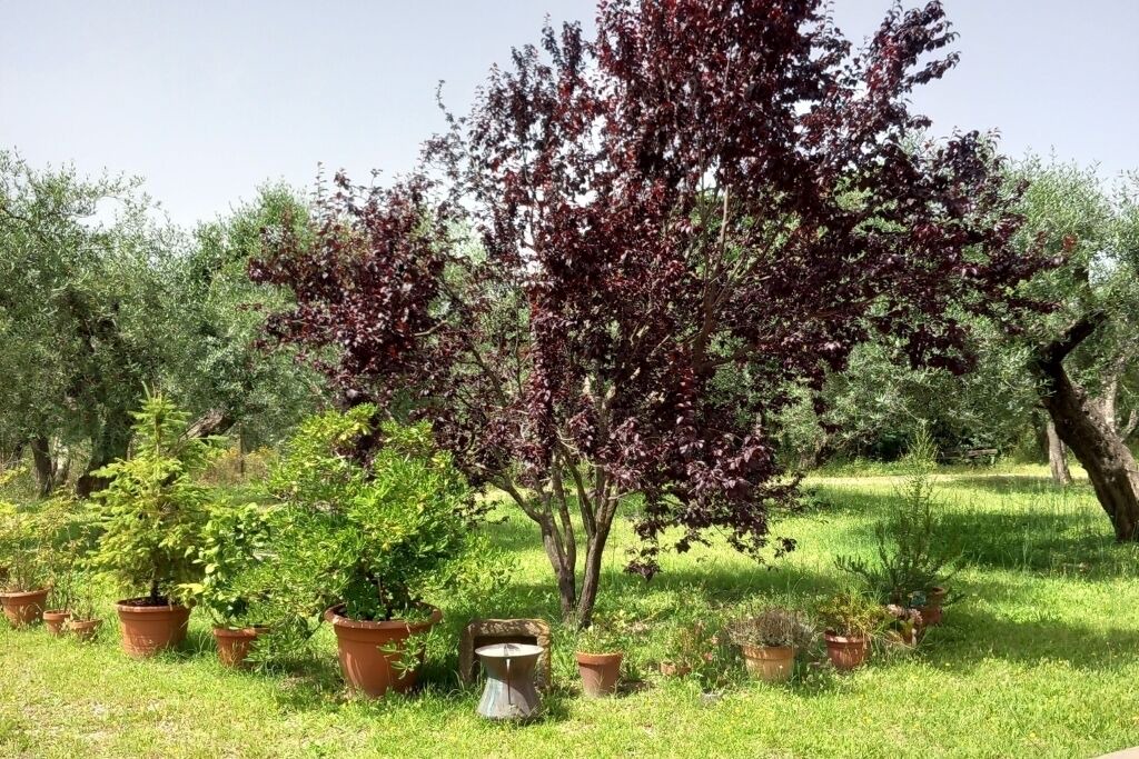 Photo of Outdoor in Vetralla