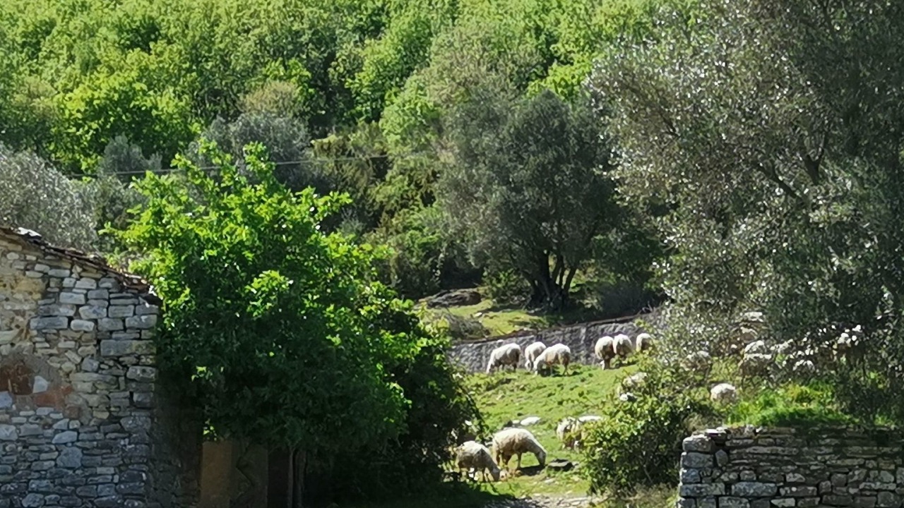 Photo of Others in Montone