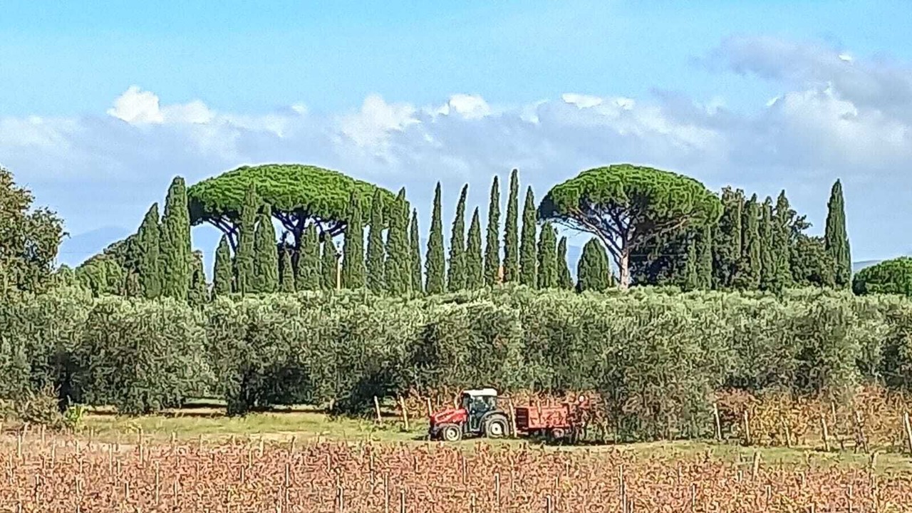 Photo of Others in Bolgheri