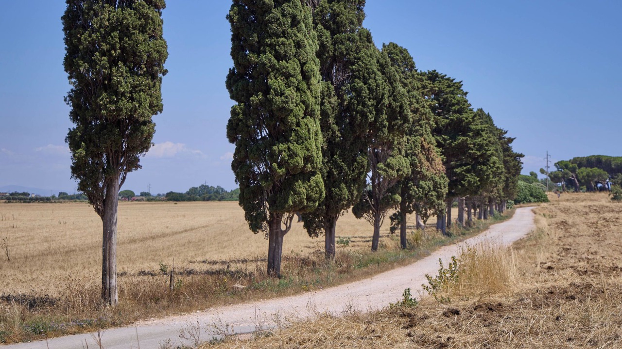 Photo of Others in Capalbio