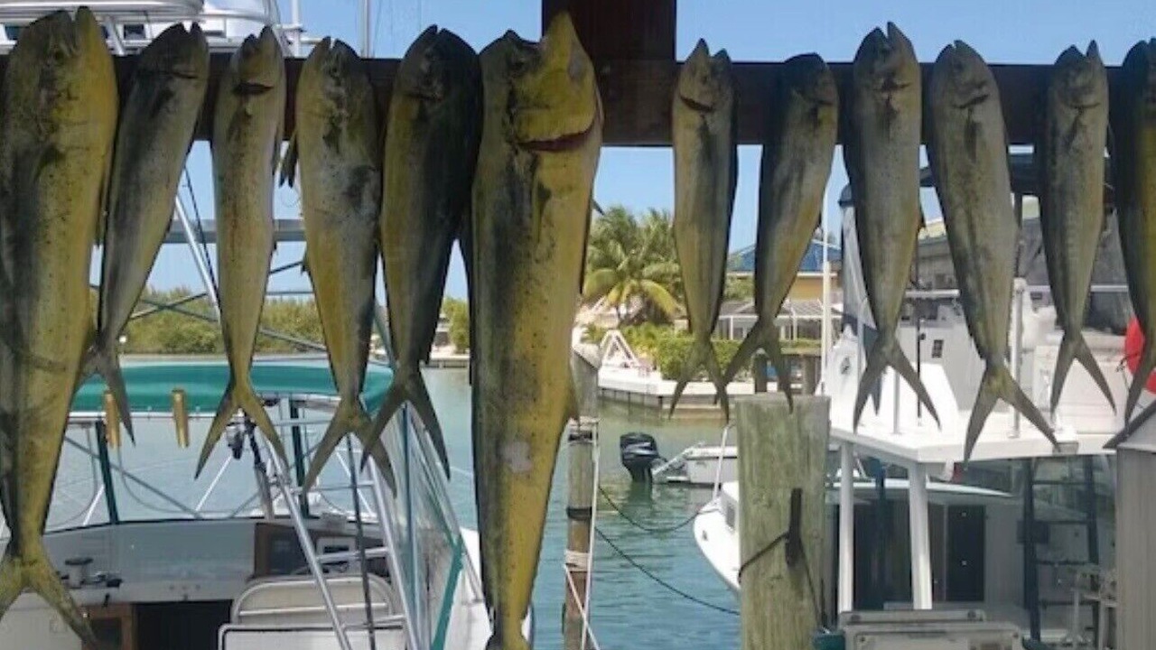 Photo of Others in Key Colony Beach