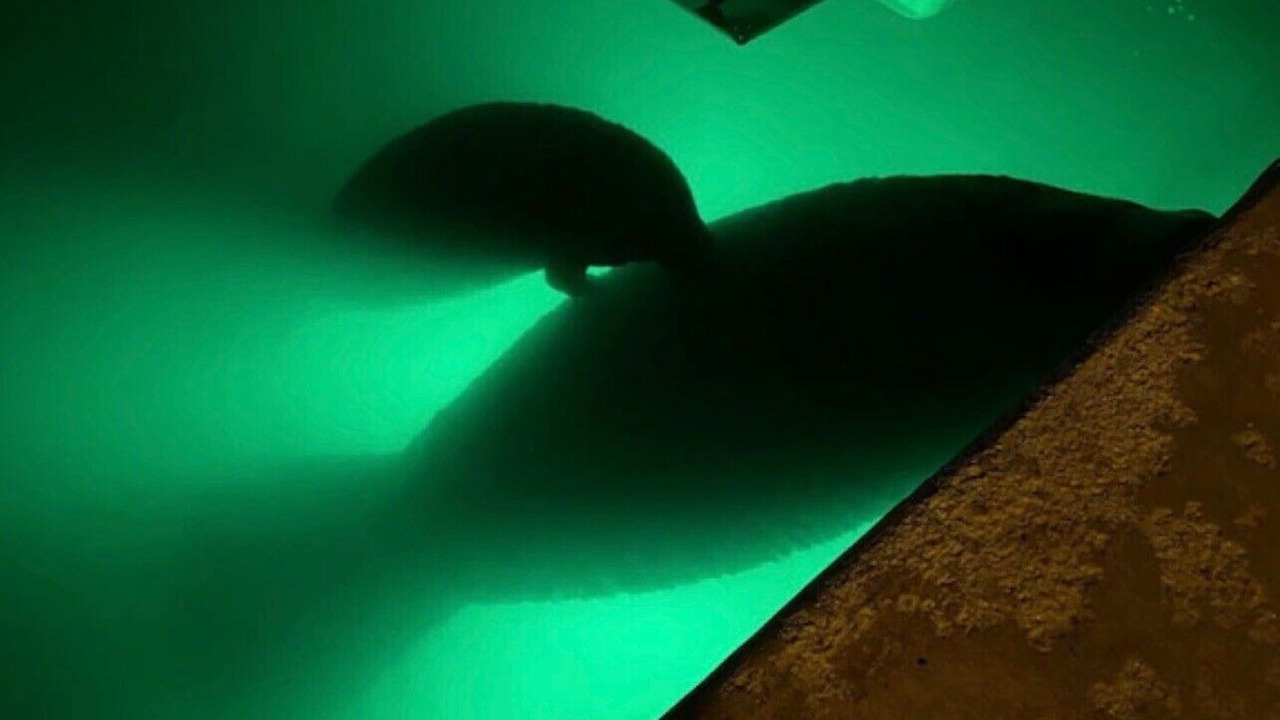 Photo of Others in Key Colony Beach