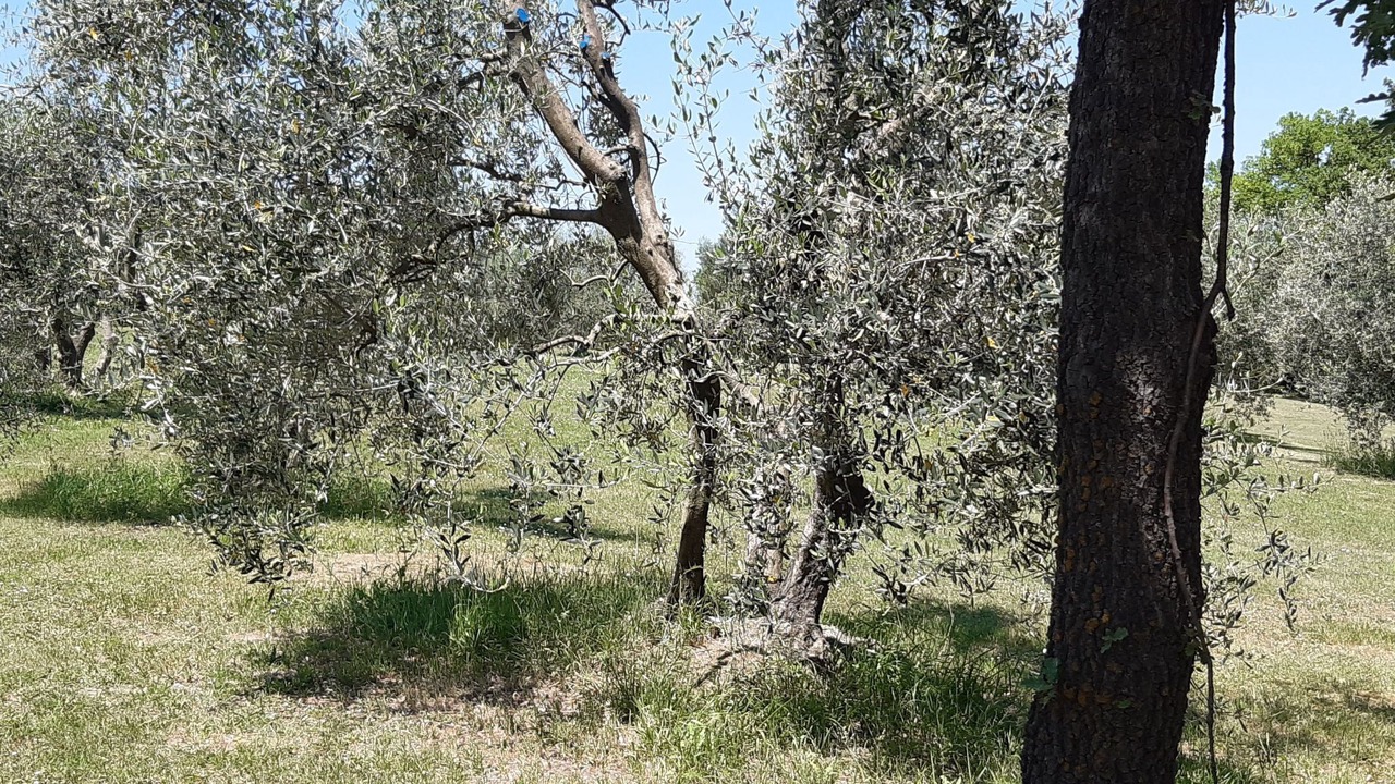 Photo of Others in Marciano della Chiana