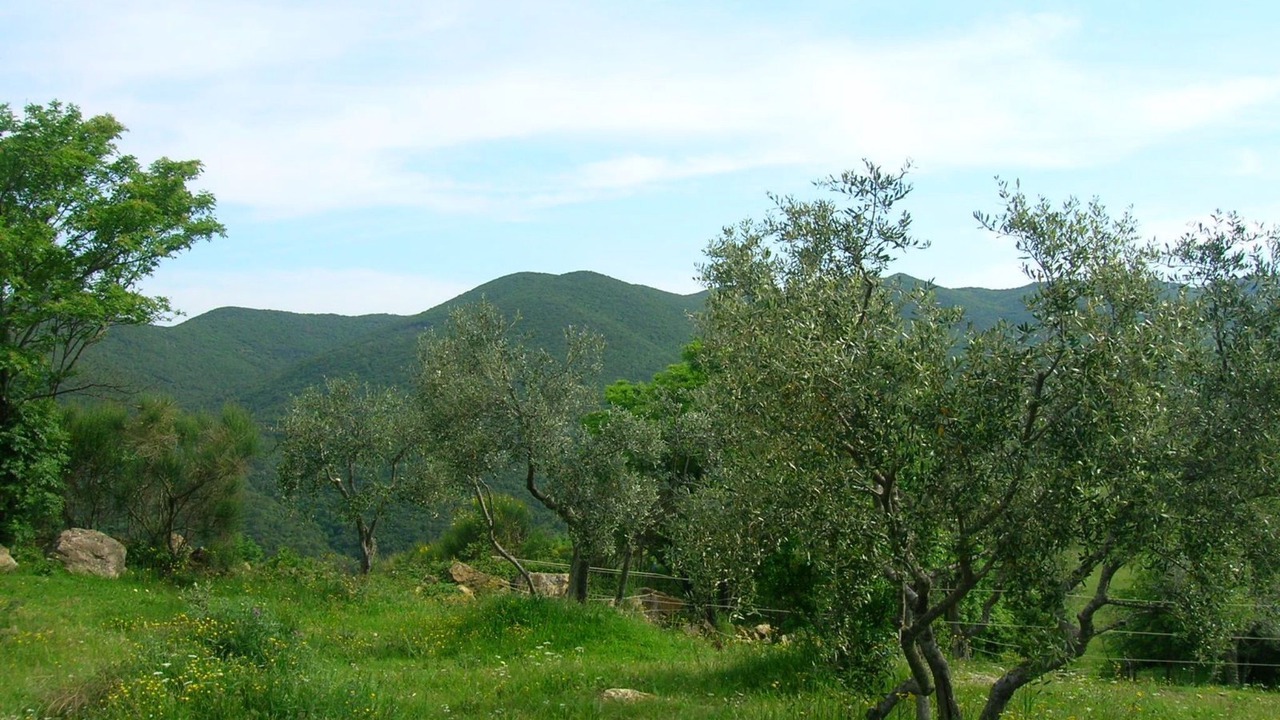 Photo of Others in Castellina Marittima