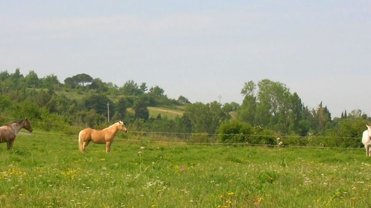 Photo of Others in Castellina Marittima