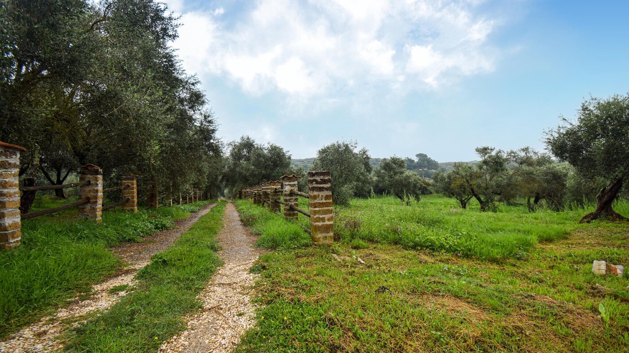 Photo of Others in Vignanello