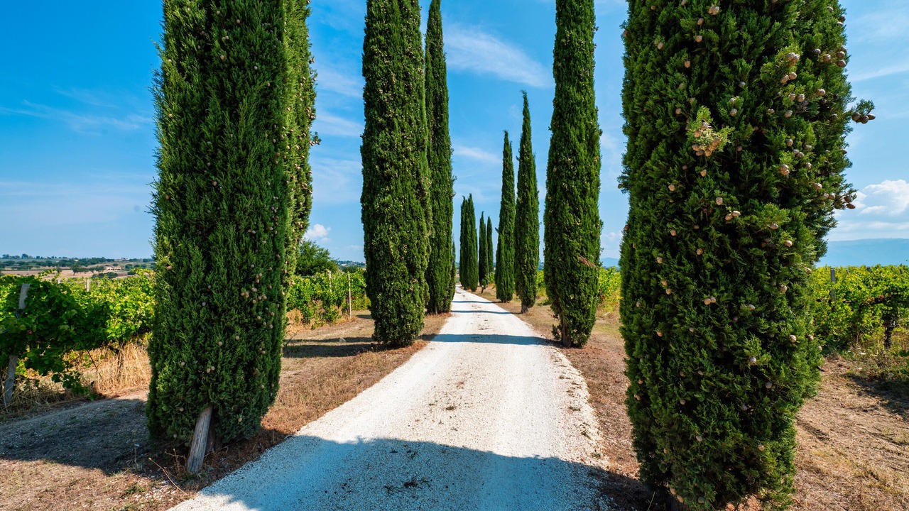 Photo of Others in Montefalco