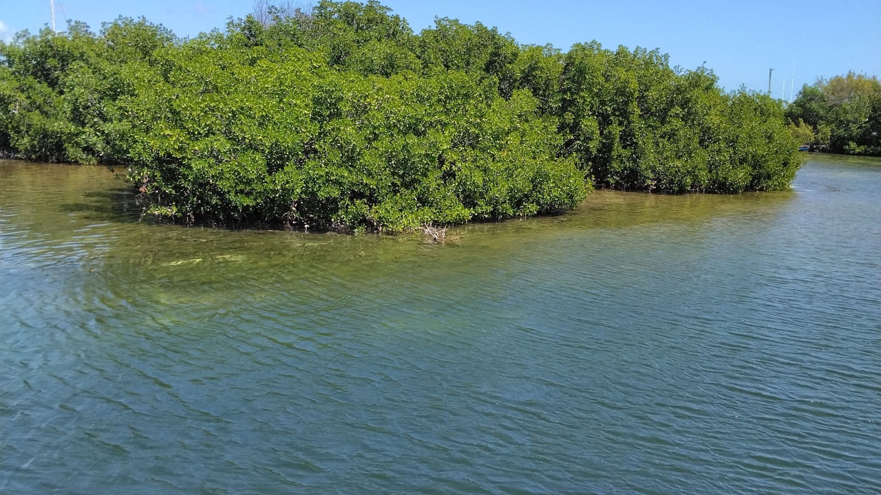 Photo of Others in Key West