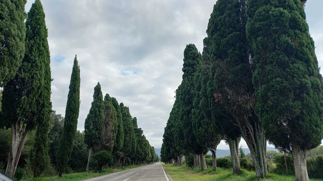 Photo of Others in Castagneto Carducci