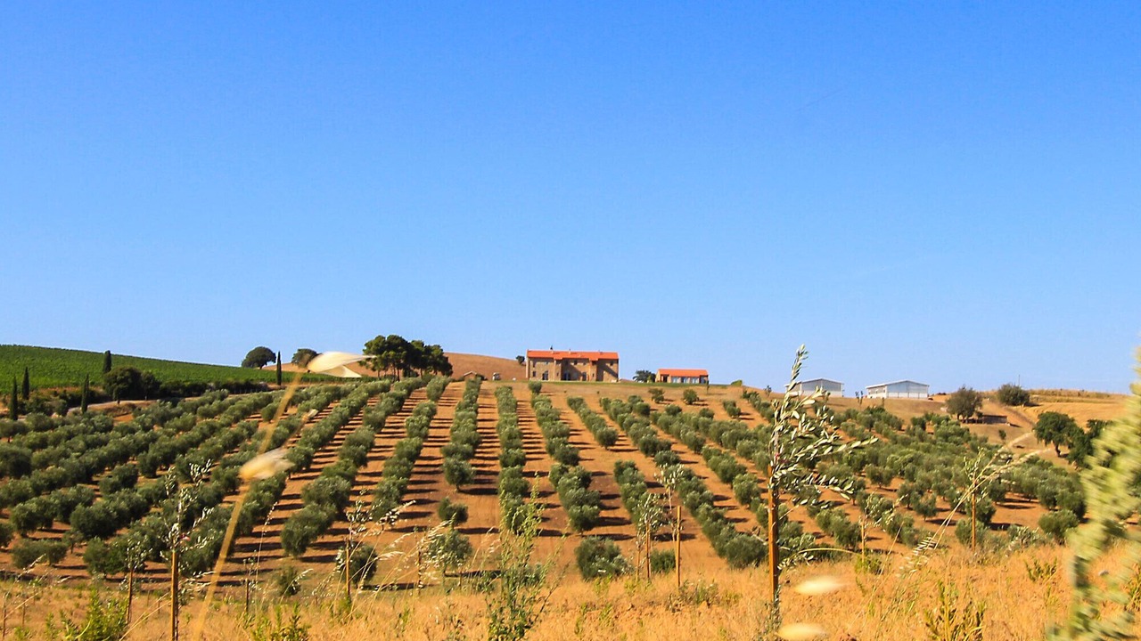 Photo of Others in Magliano in Toscana
