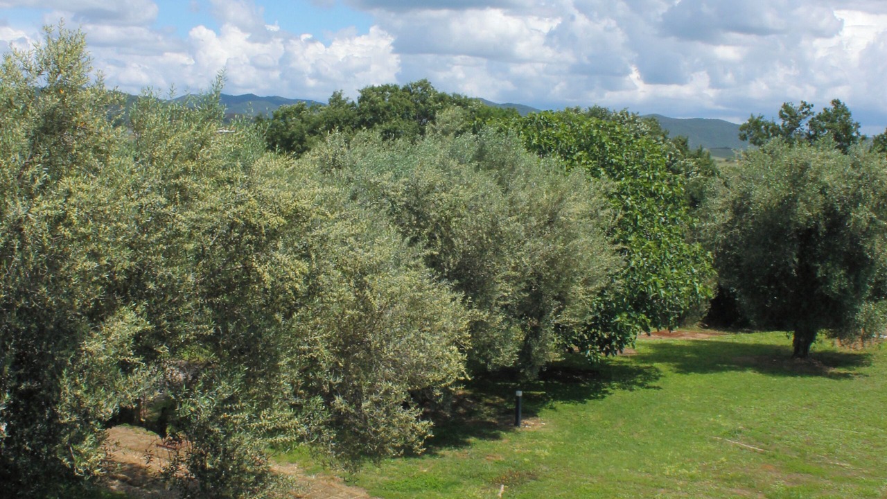 Photo of Others in Montalto di Castro