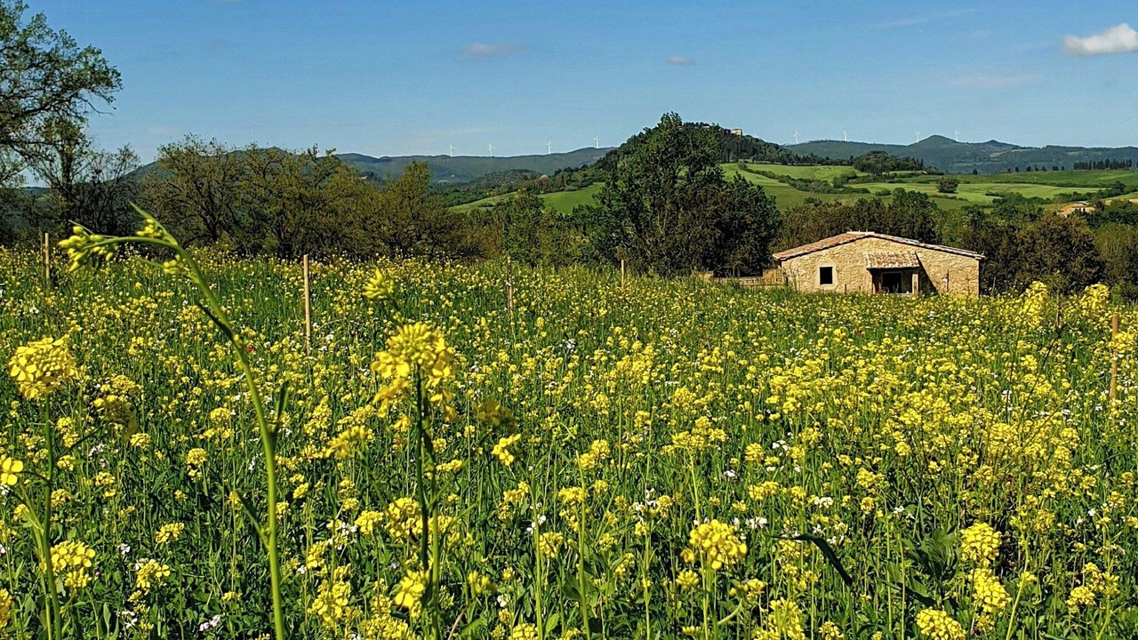 Photo of Others in Montescudaio