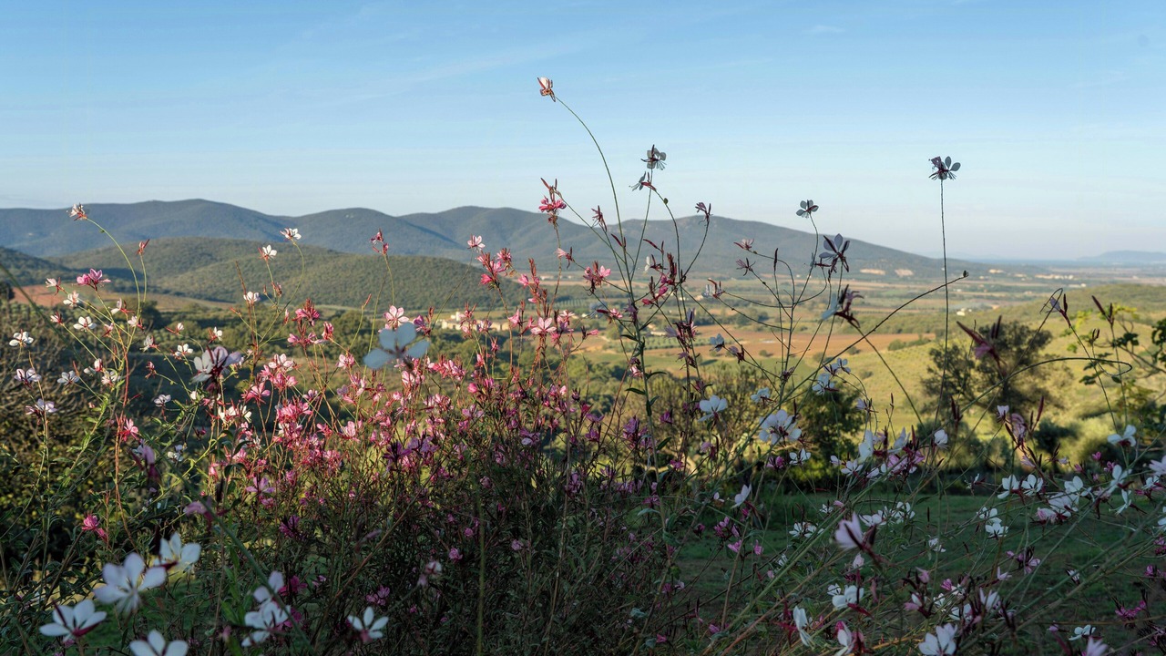 Photo of Others in Magliano in Toscana