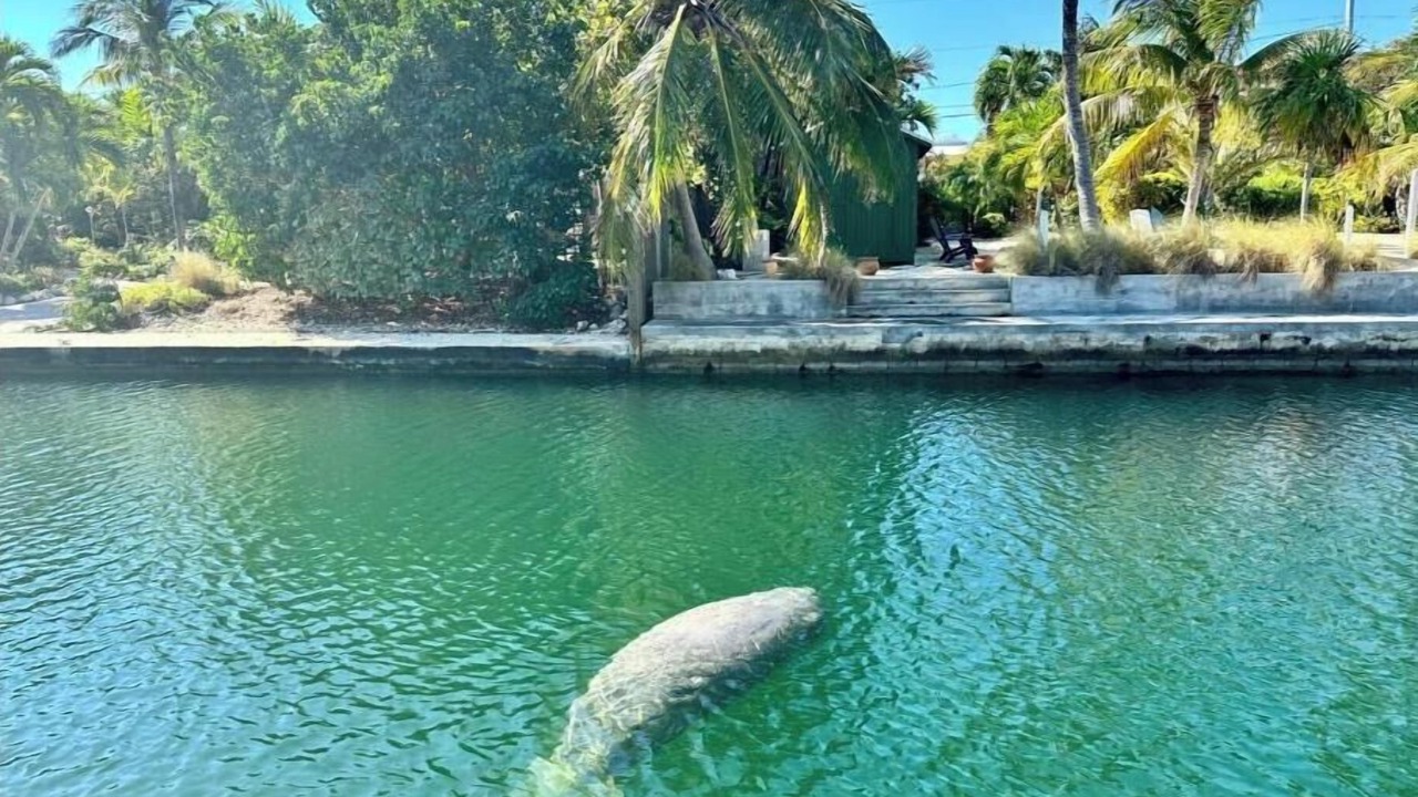 Photo of Others in Summerland Key
