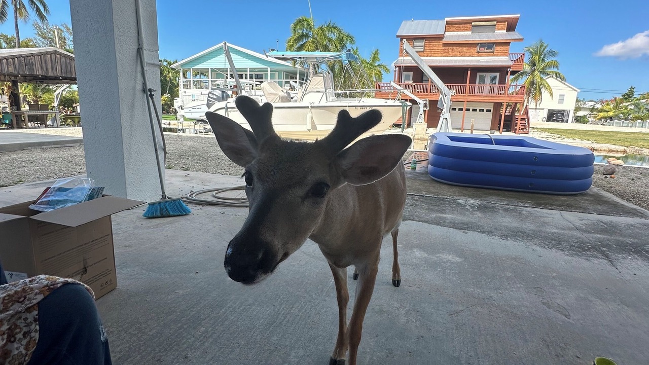 Photo of Outdoor in Port Pine Heights
