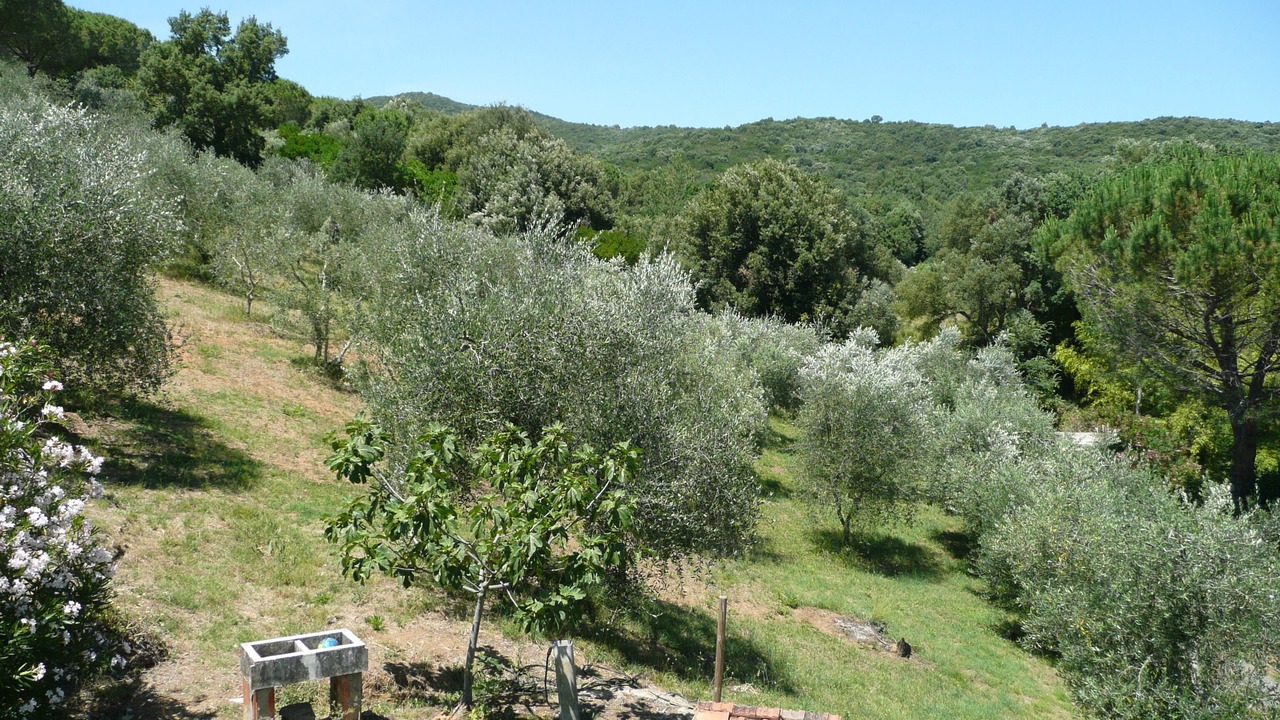 Photo of Others in Castiglione della Pescaia