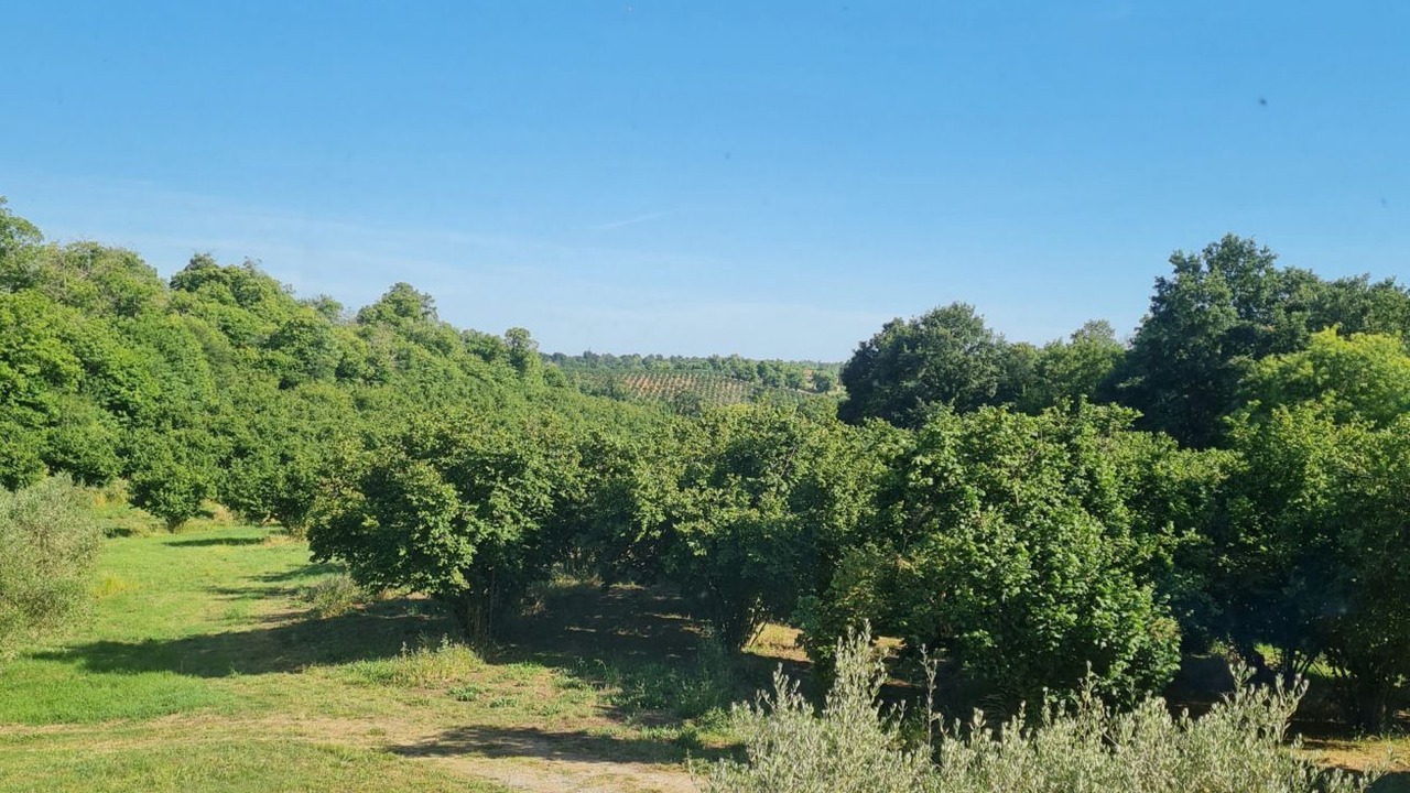 Photo of Others in Poggio