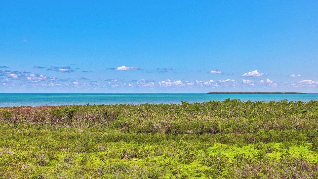 Photo of Others in Tavernier
