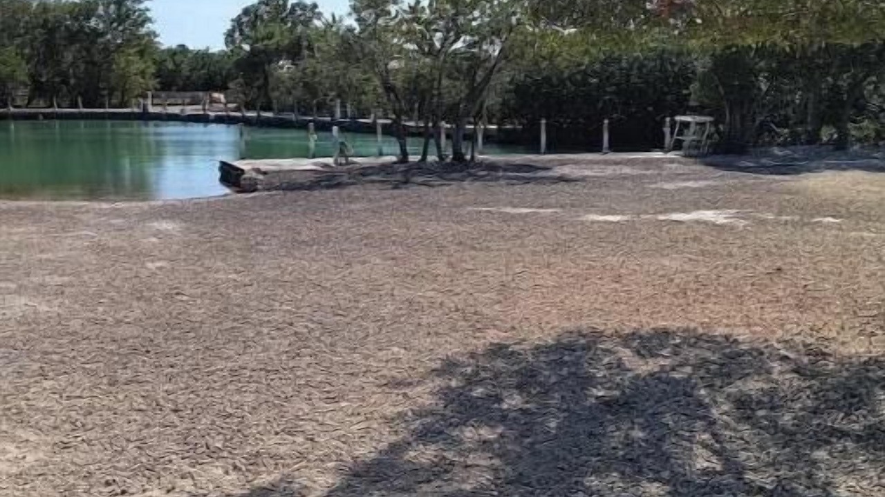 Photo of Others in Key Largo