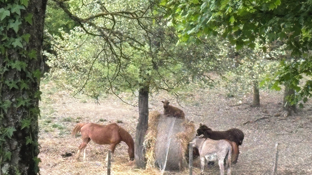 Photo of Others in Castelnuovo di Val di Cecina